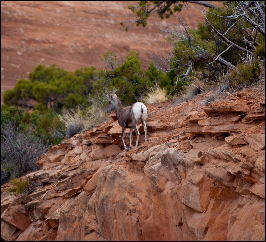 Thanksgiving-Grand-Junction-2011-0137.jpg