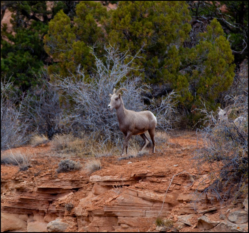 Thanksgiving-Grand-Junction-2011-0138.jpg