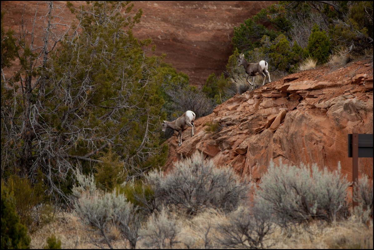Thanksgiving-Grand-Junction-2011-0139.jpg