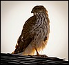 Thanksgiving-Grand-Junction-2011-0005.jpg