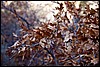 Thanksgiving-Grand-Junction-2011-0022.jpg