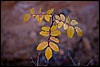 Thanksgiving-Grand-Junction-2011-0025.jpg