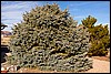Thanksgiving-Grand-Junction-2011-0113.jpg