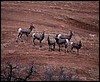 Thanksgiving-Grand-Junction-2011-0128.jpg