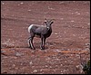 Thanksgiving-Grand-Junction-2011-0129.jpg