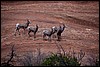 Thanksgiving-Grand-Junction-2011-0130.jpg