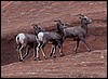 Thanksgiving-Grand-Junction-2011-0132.jpg