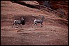 Thanksgiving-Grand-Junction-2011-0133.jpg