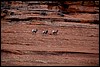 Thanksgiving-Grand-Junction-2011-0134.jpg