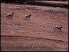 Thanksgiving-Grand-Junction-2011-0135.jpg