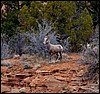 Thanksgiving-Grand-Junction-2011-0138.jpg