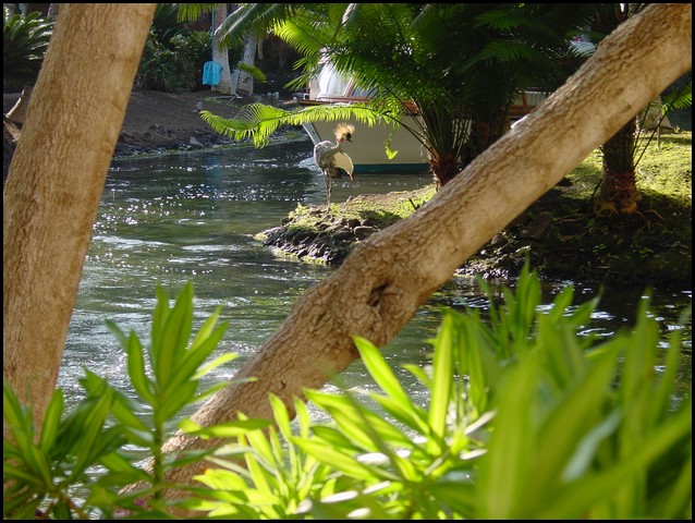 Hawaii 2001-03.JPG