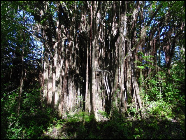 Hawaii 2001-16.JPG