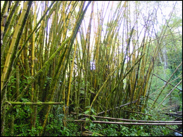 Hawaii 2001-18.JPG