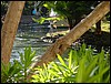 Hawaii 2001-03.JPG