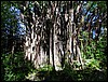 Hawaii 2001-16.JPG