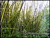 Hawaii 2001-18.JPG
