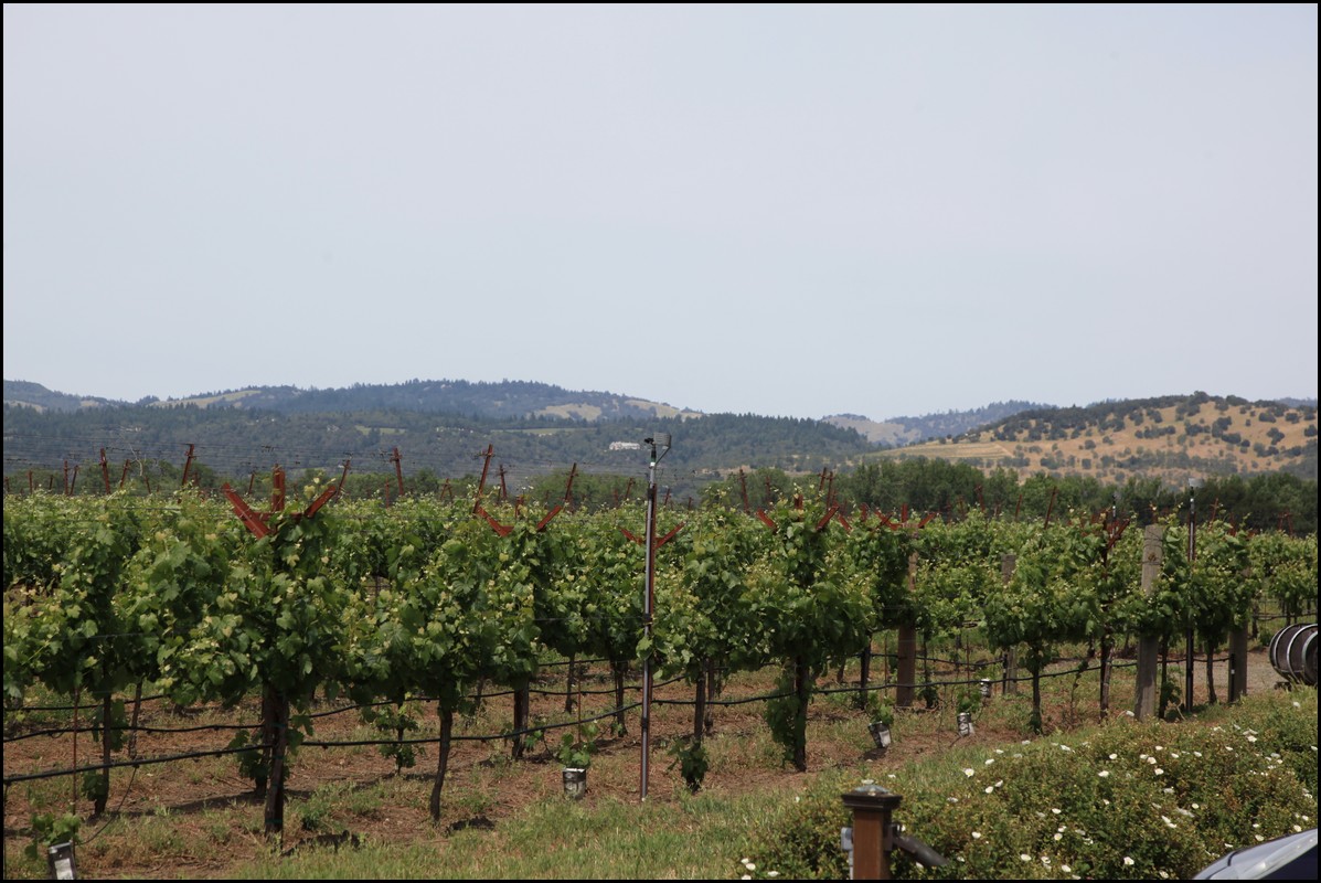 Napa 2011 025.JPG