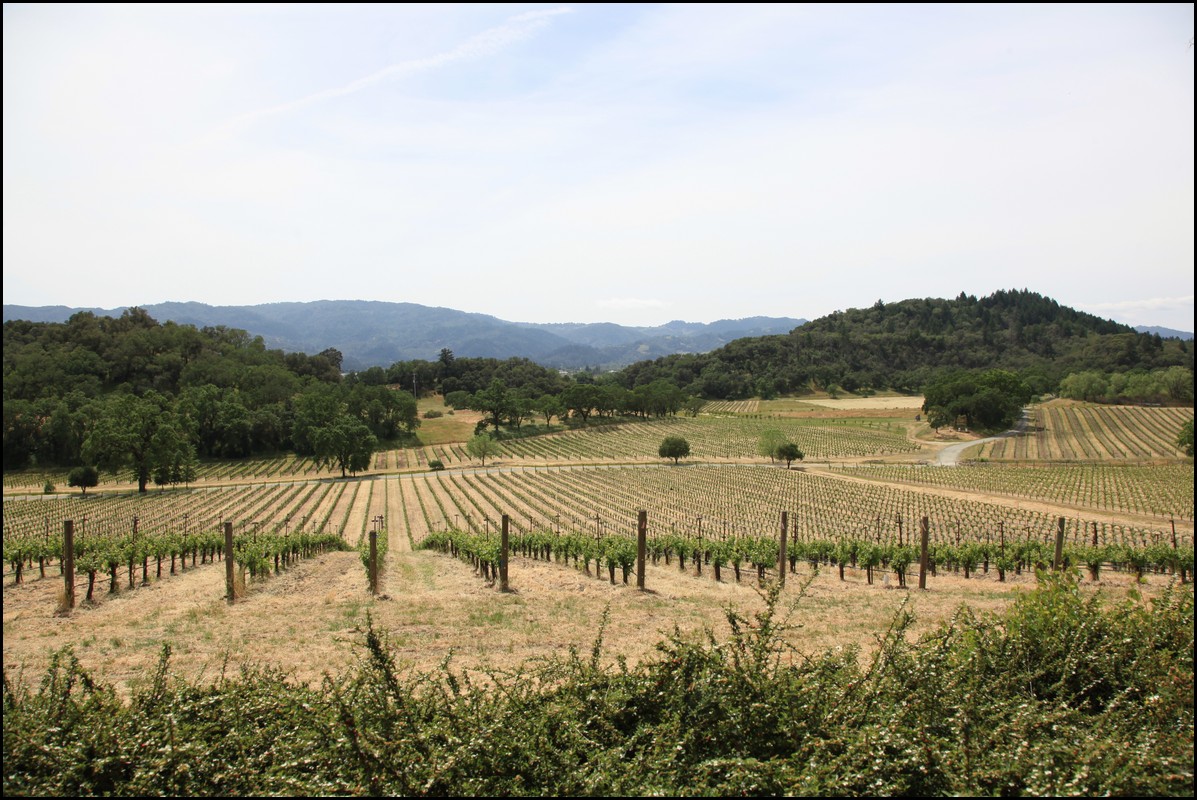 Napa 2011 034.JPG
