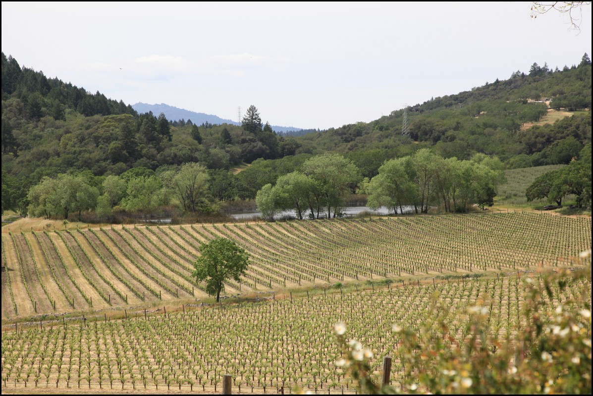 Napa 2011 042.JPG