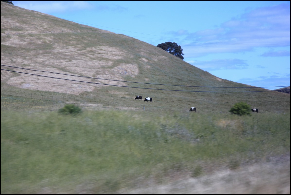 Napa 2011 061.JPG