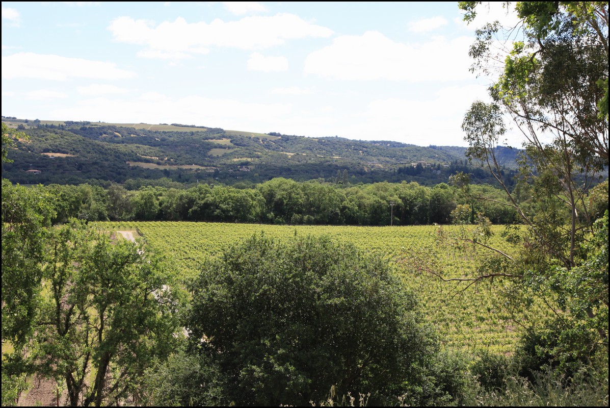 Napa 2011 062.JPG