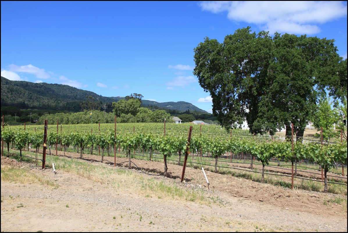 Napa 2011 064.JPG