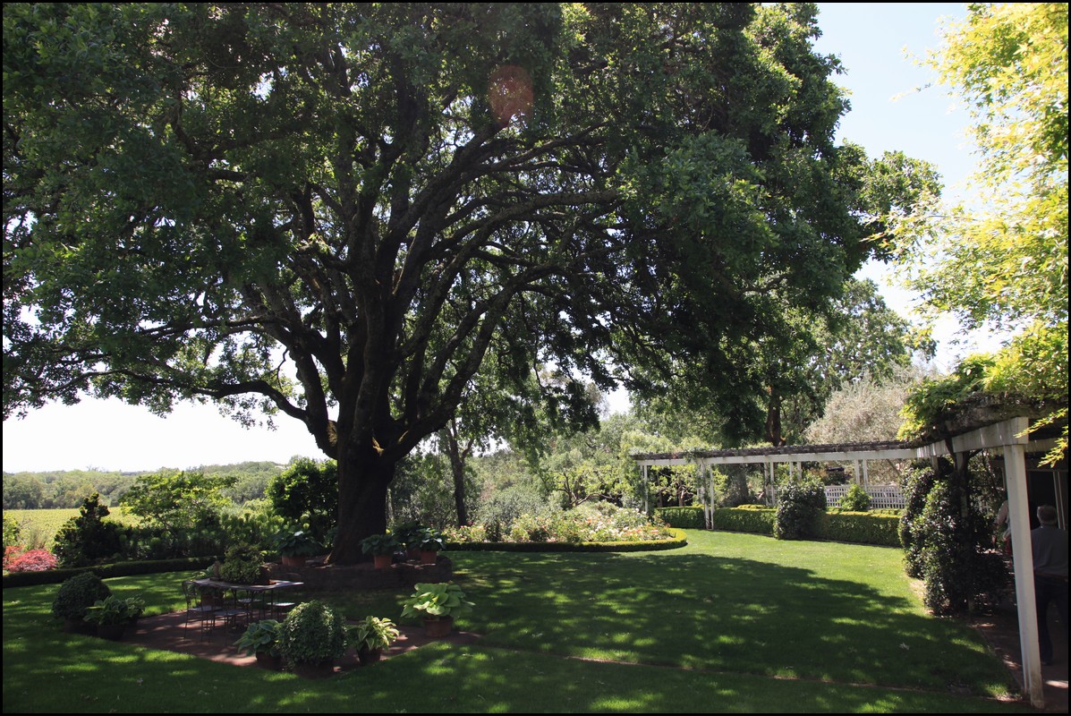 Napa 2011 077.JPG