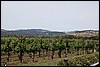 Napa 2011 025.JPG