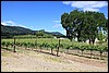 Napa 2011 064.JPG