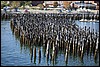 IMG_3306.JPG