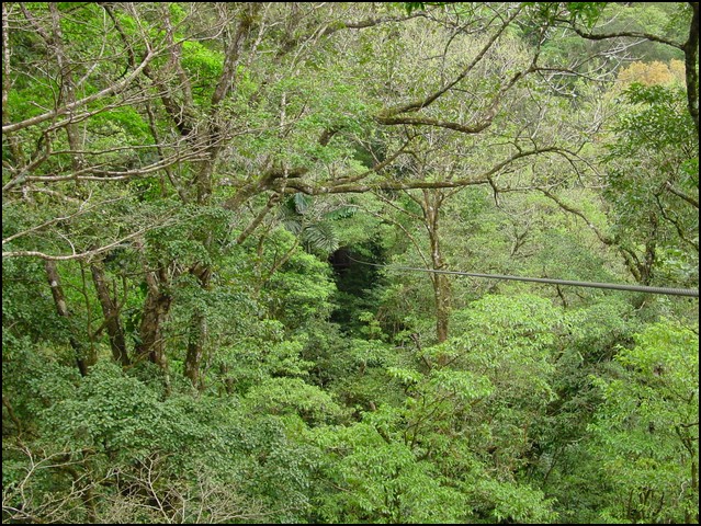 CR-Canapy Walking-08.jpg