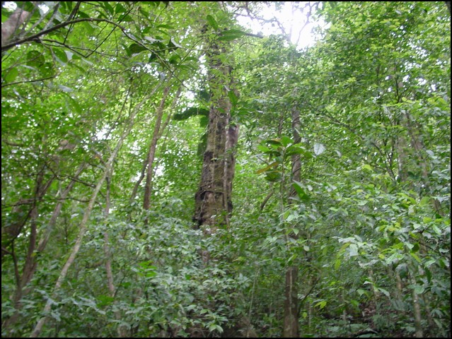 CR-Canapy Walking-18.jpg