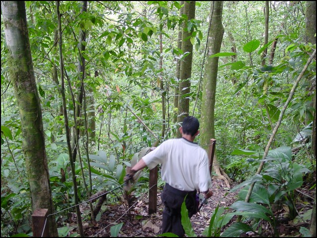 CR-Canapy Walking-19.jpg