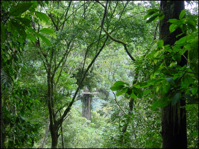 CR-Canapy Walking-20.jpg