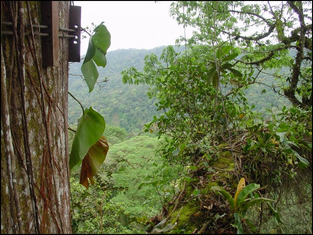 CR-Canapy Walking-25.jpg