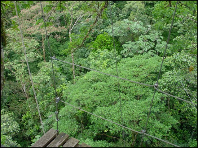 CR-Canapy Walking-30.jpg