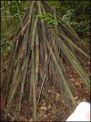 CR-Canapy Walking-45.jpg