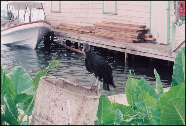 12-Pan-Bocas del Toro-4.jpg