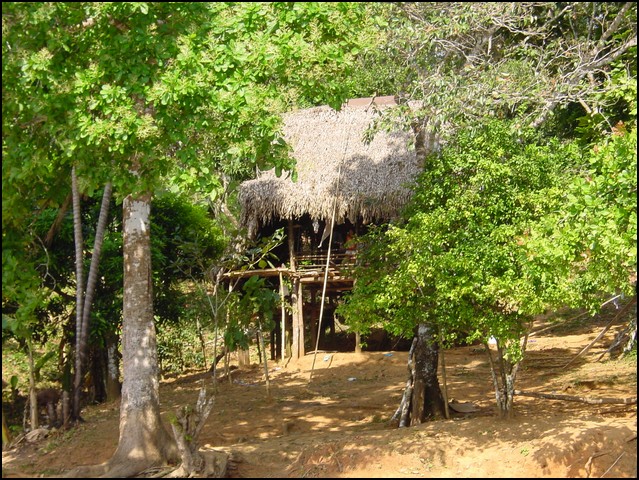 Pan Trip into Jungle-05.jpg