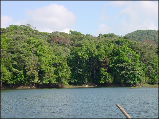 Pan Trip into Jungle-06.jpg