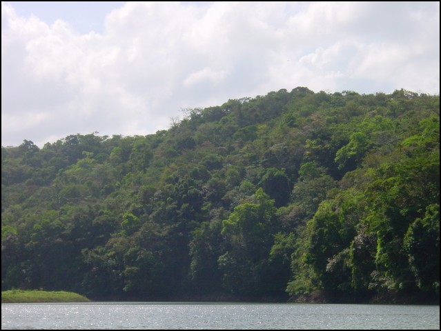 Pan Trip into Jungle-08.jpg