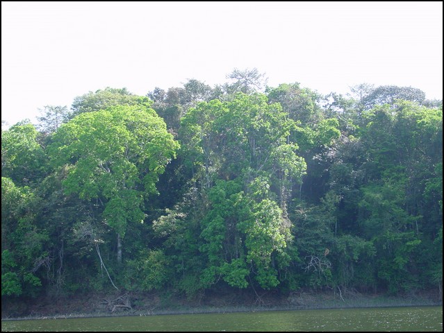 Pan Trip into Jungle-09.jpg