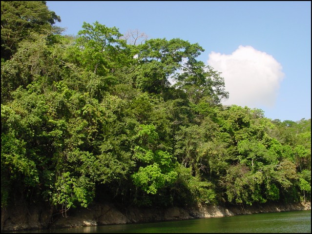 Pan Trip into Jungle-10.jpg