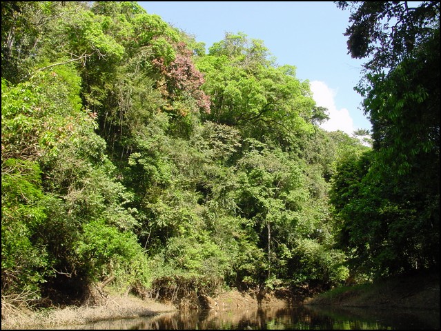 Pan Trip into Jungle-11.jpg