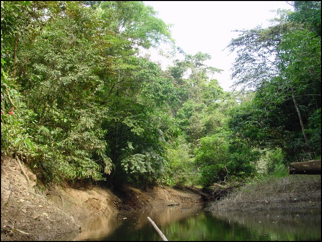 Pan Trip into Jungle-13.jpg