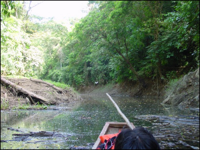 Pan Trip into Jungle-14.jpg