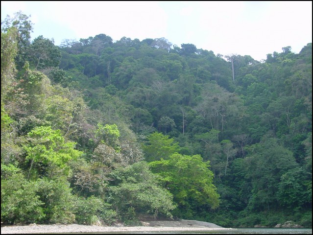 Pan Trip into Jungle-21.jpg