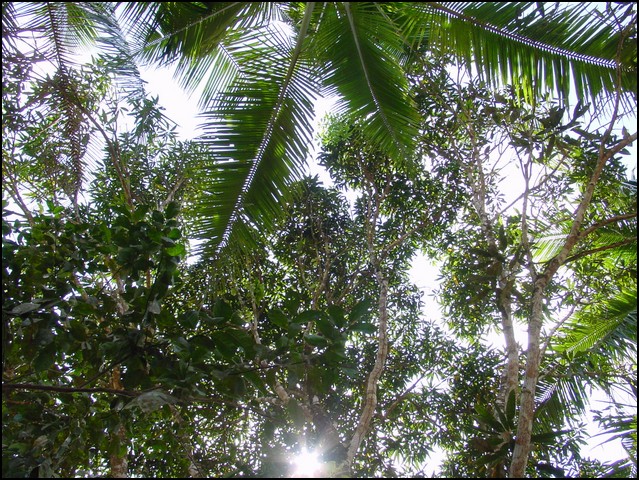 Pan Trip into Jungle-42.jpg