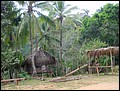Pan Trip into Jungle-31.jpg